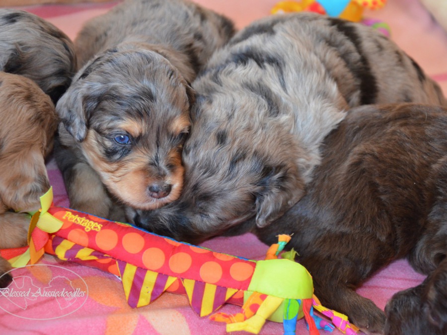 mini aussiedoodle merle
